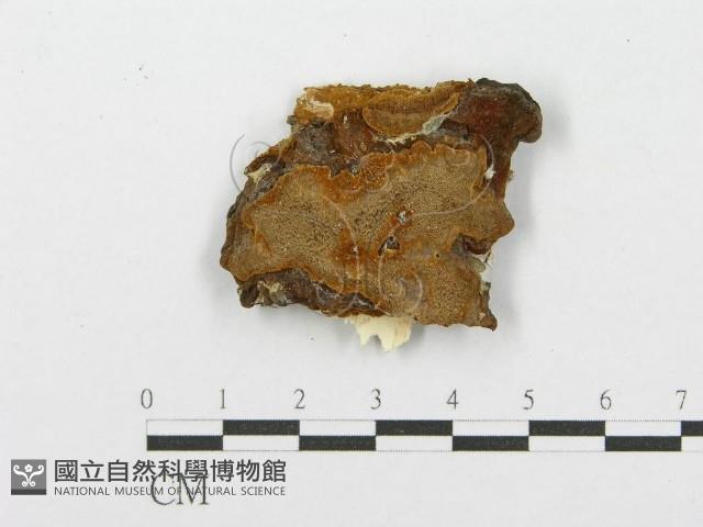 登錄號:F0017236藏品圖，第1張