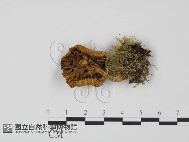 登錄號:F0005236藏品圖，第3張