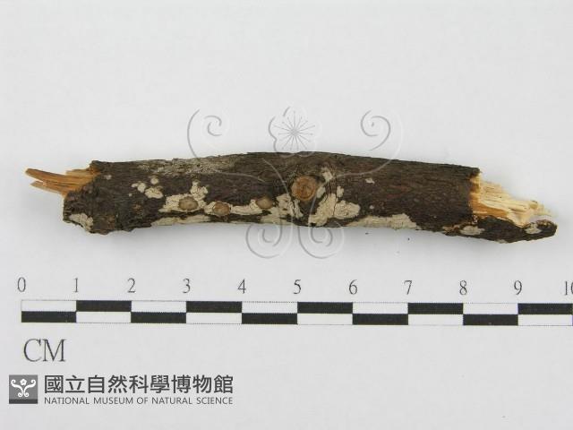 筍殼菌屬藏品圖，第3張