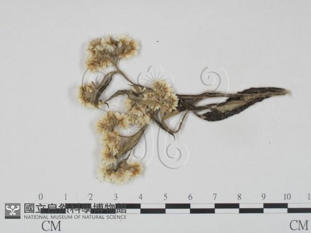 登錄號:F0019236藏品圖，第3張