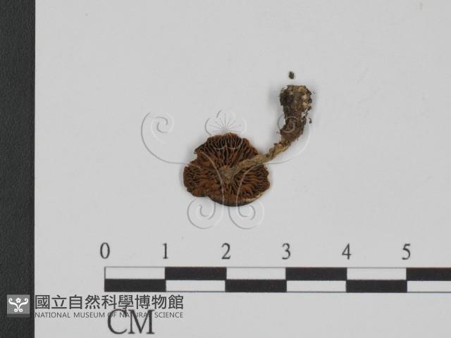 登錄號:F0013236藏品圖，第3張