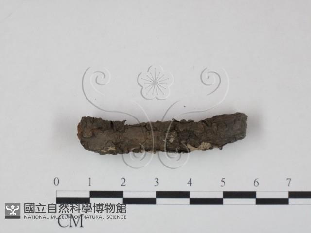 筍殼菌屬藏品圖，第3張