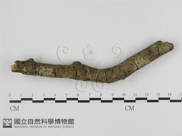 刺革菌屬藏品圖，第3張