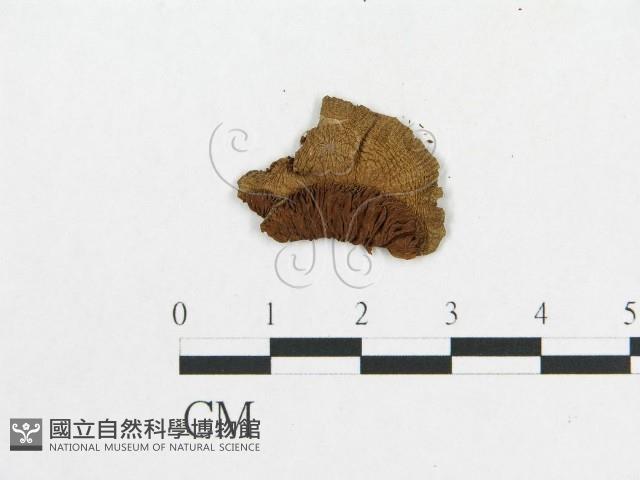 登錄號:F0010836藏品圖，第3張