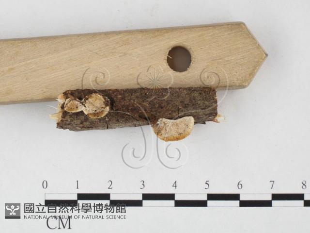 登錄號:F0026836藏品圖，第3張