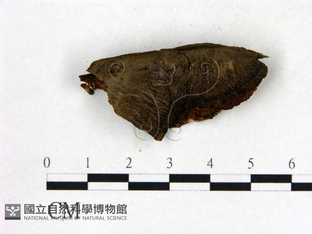 登錄號:F0006836藏品圖，第3張