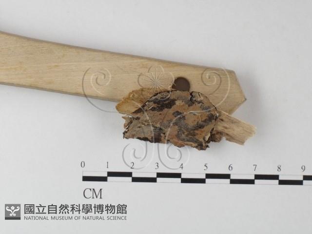 剛毛絲皮菌藏品圖，第3張