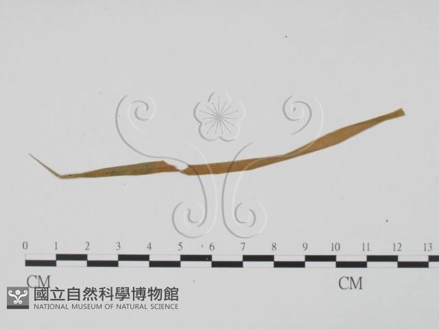 登錄號:F0011836藏品圖，第3張