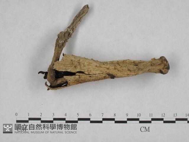 登錄號:F0004836藏品圖，第1張