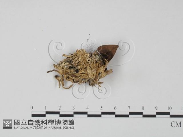 革菌屬藏品圖，第3張