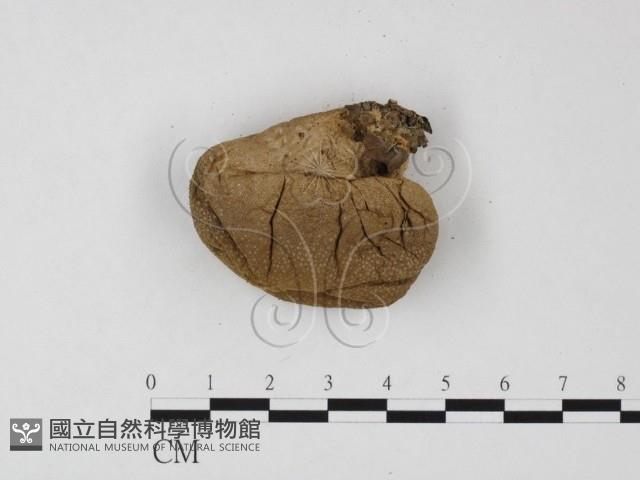 登錄號:F0025836藏品圖，第3張