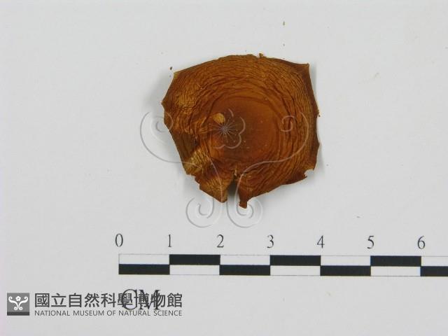 登錄號:F0005836藏品圖，第3張