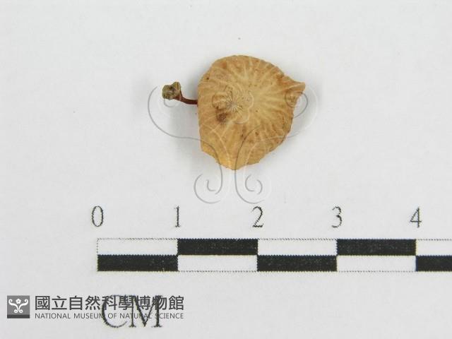 微皮傘屬藏品圖，第3張