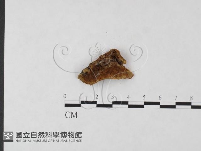 館號:F0019836藏品圖，第3張