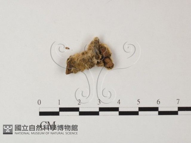 登錄號:F0023836藏品圖，第3張
