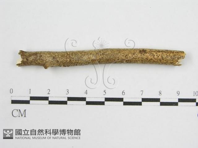 登錄號:F0013836藏品圖，第3張