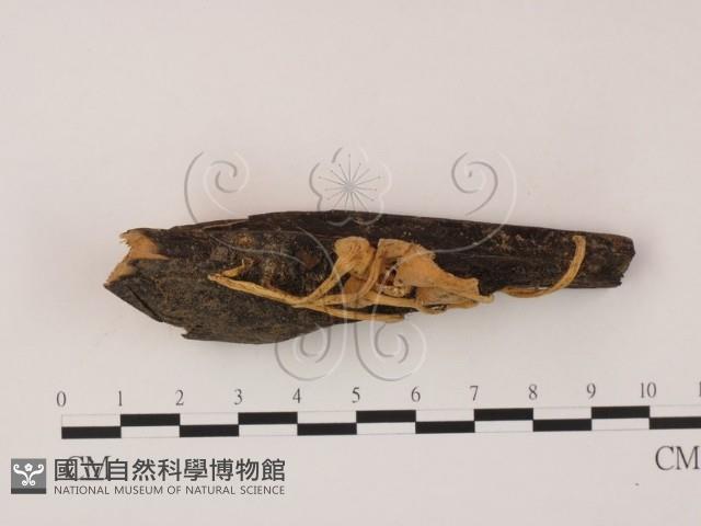 登錄號:F0008936藏品圖，第3張