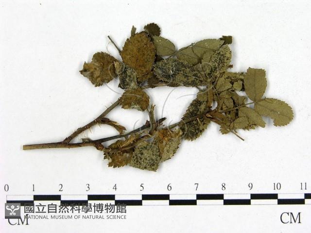 登錄號:F0018936藏品圖，第3張