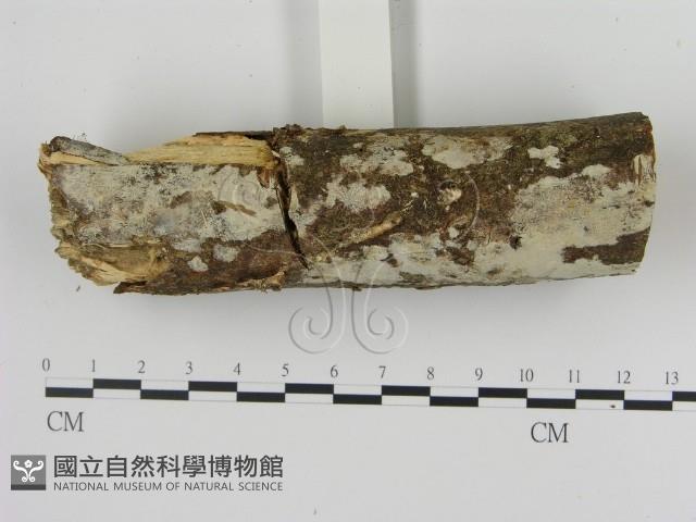 絲皮菌屬藏品圖，第3張