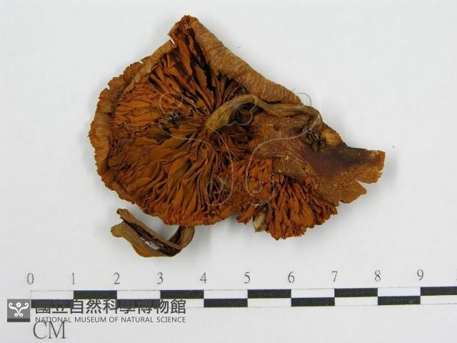 登錄號:F0010936藏品圖，第3張