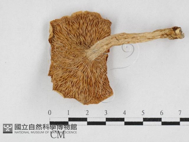 登錄號:F0026936藏品圖，第3張