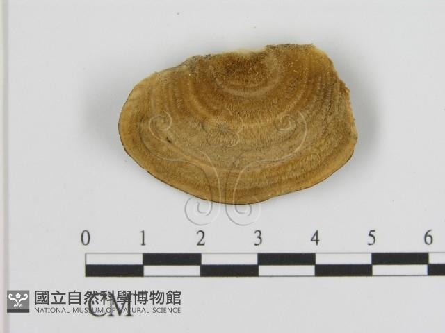 登錄號:F0006936藏品圖，第3張