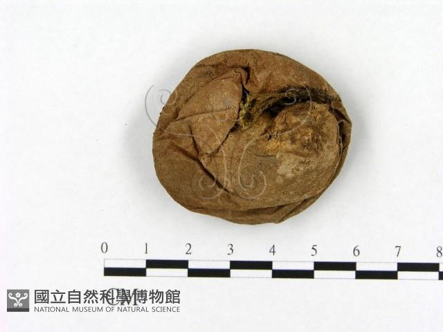 登錄號:F0021936藏品圖，第3張