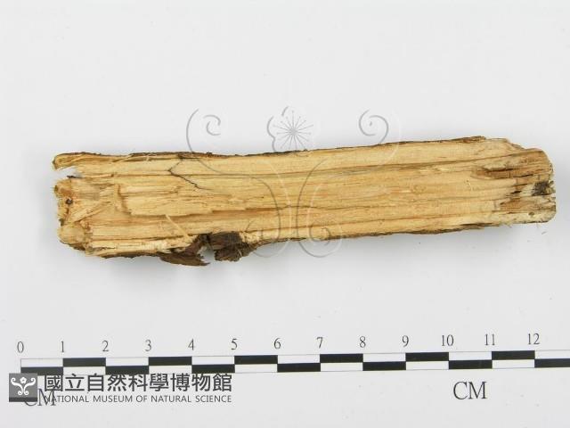 登錄號:F0001936藏品圖，第3張