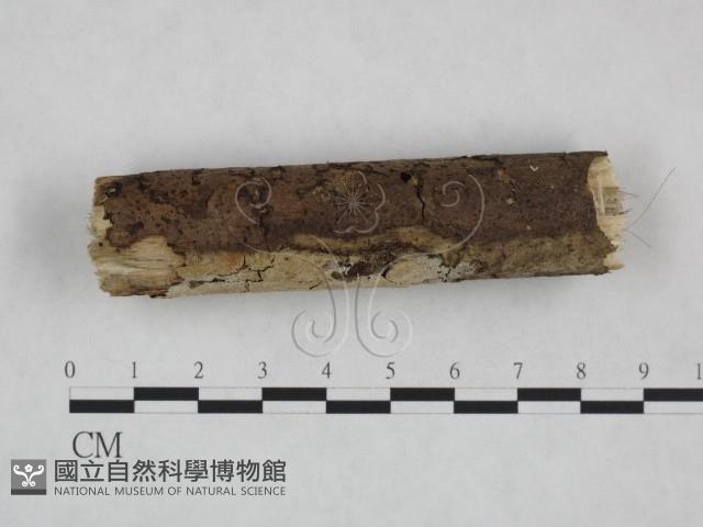 絲皮菌屬藏品圖，第3張