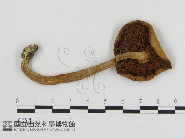 登錄號:F0004936藏品圖，第3張