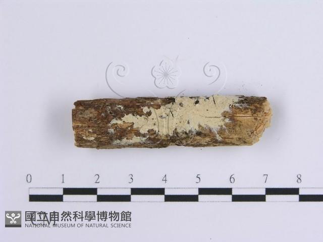 登錄號:F0002936藏品圖，第1張