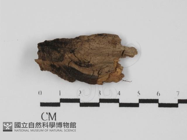 登錄號:F0027936藏品圖，第1張
