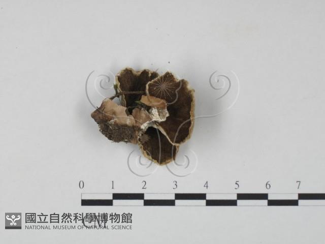 雲芝藏品圖，第3張