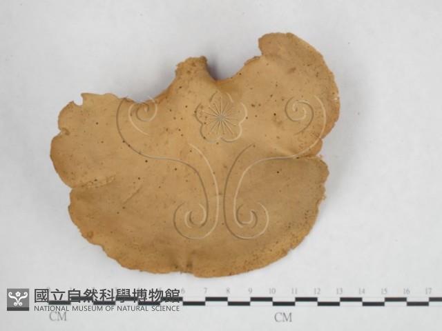 登錄號:F0025936藏品圖，第3張