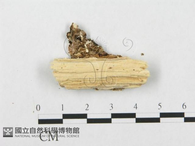 登錄號:F0005936藏品圖，第3張