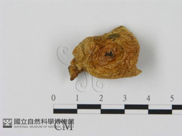 乳菇屬藏品圖，第3張