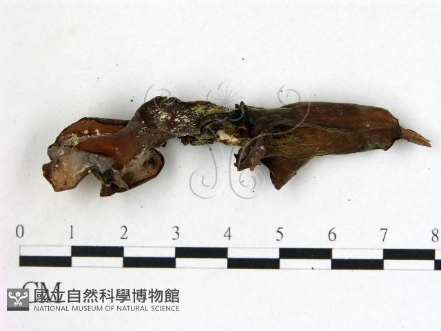 登錄號:F0009936藏品圖，第3張