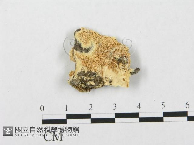 登錄號:F0019936藏品圖，第1張