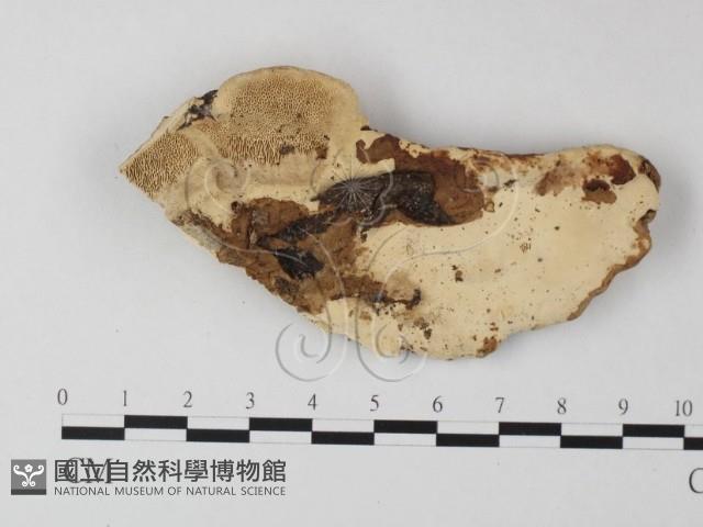 登錄號:F0023936藏品圖，第3張