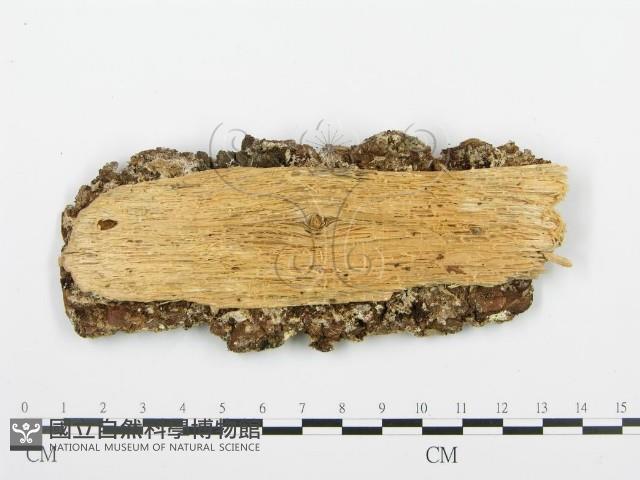 登錄號:F0013936藏品圖，第3張