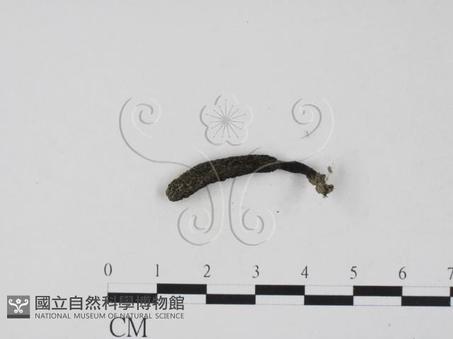 登錄號:F0018636藏品圖，第3張