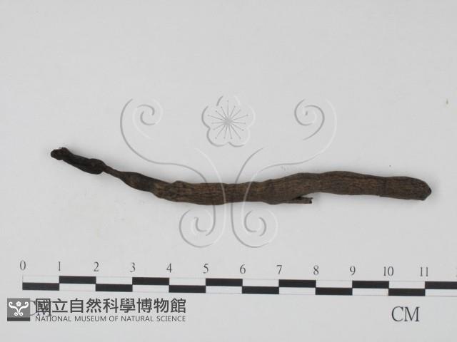 登錄號:F0000636藏品圖，第3張
