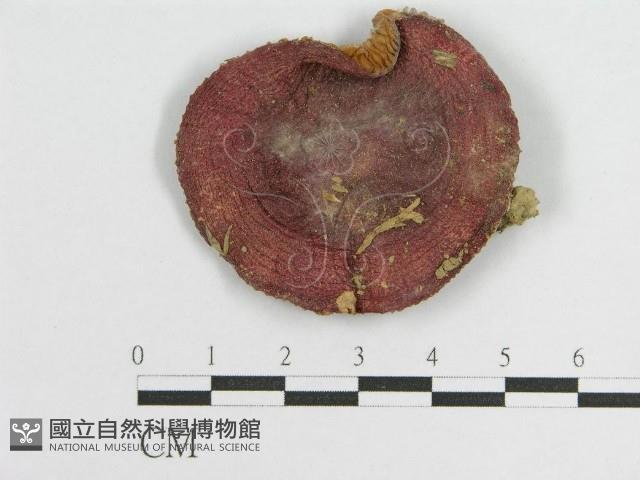 登錄號:F0010636藏品圖，第3張