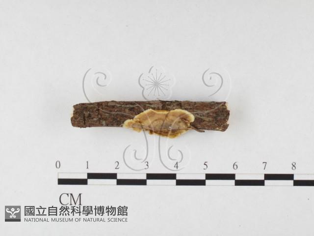 刺革菌屬藏品圖，第3張