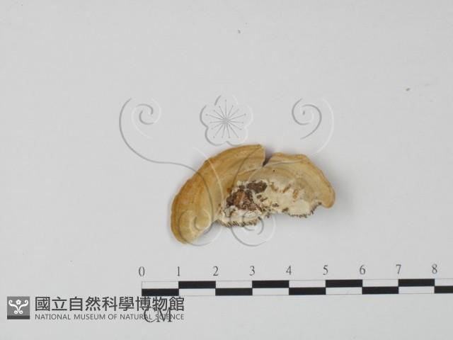 登錄號:F0006636藏品圖，第3張