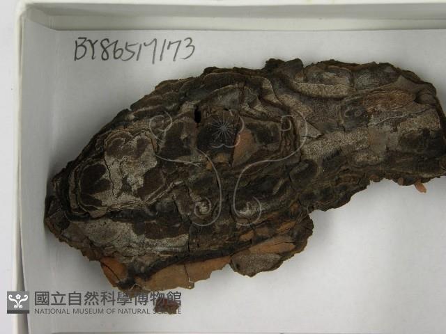 登錄號:F0021636藏品圖，第3張