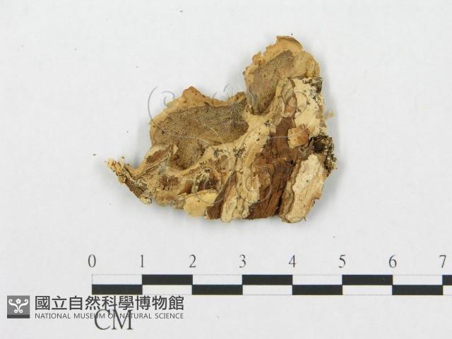 登錄號:F0011636藏品圖，第1張