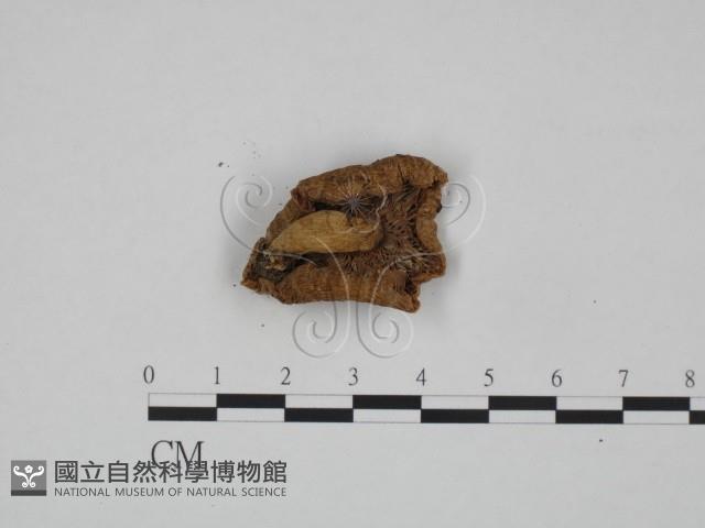 登錄號:F0024636藏品圖，第3張