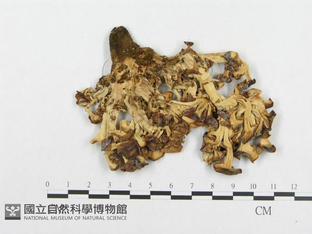 登錄號:F0004636藏品圖，第3張