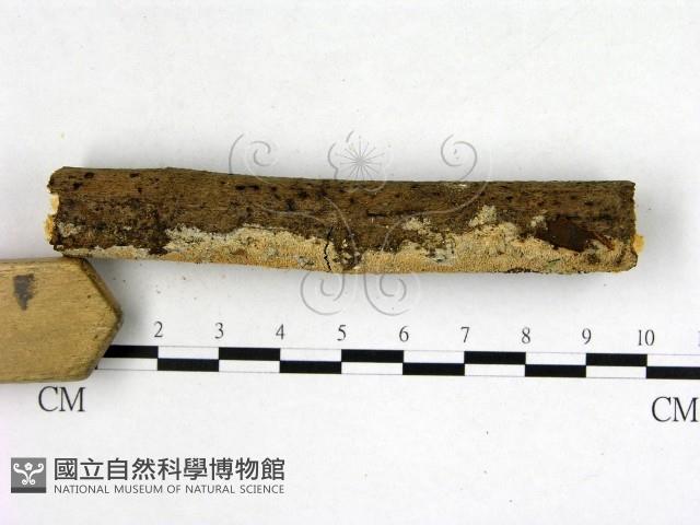 絲齒菌屬藏品圖，第3張